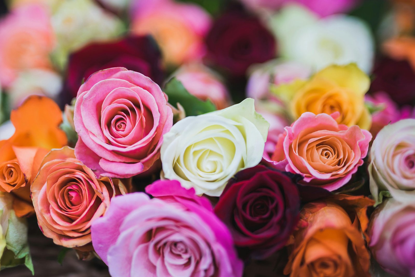 wayra-flowers-15