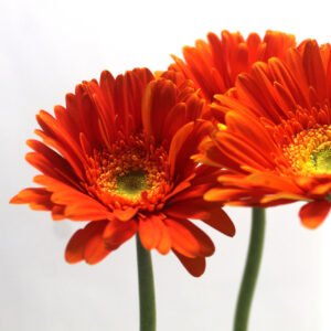 Gerberas