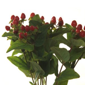 Hypericum