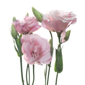 Lisianthus