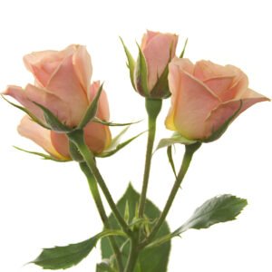 Spray Roses